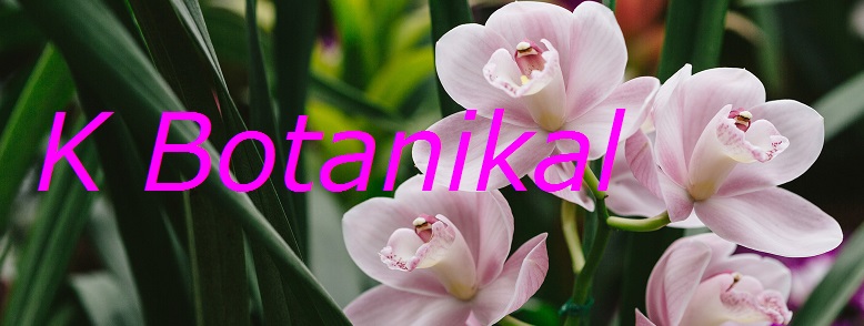 kgo Orchids Service オンラインショップ / K Botanical